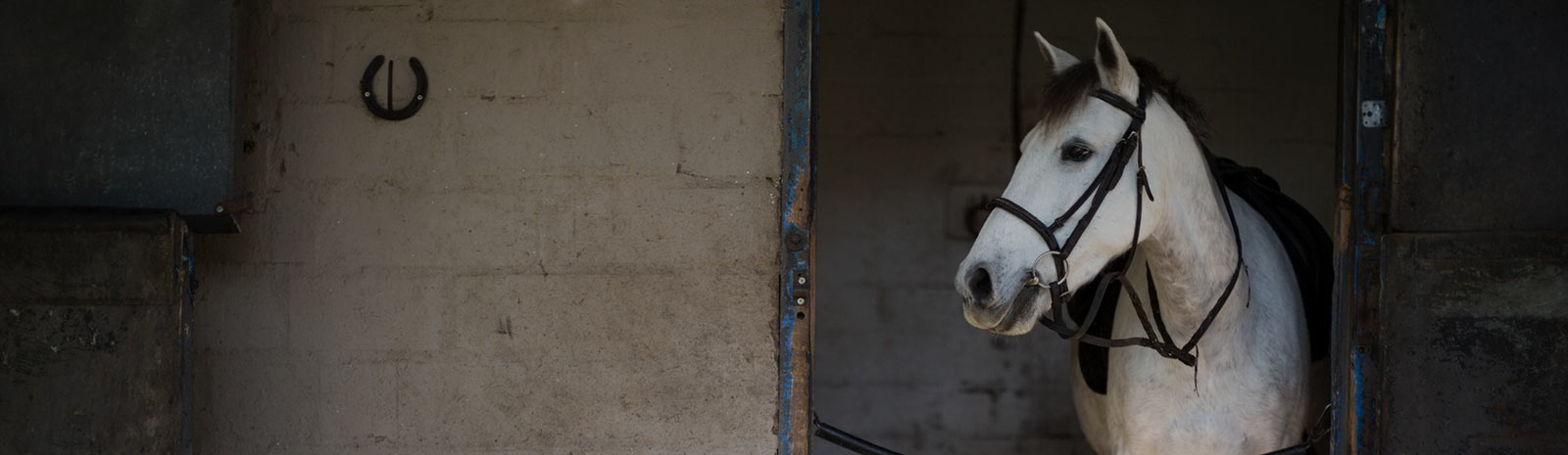 Horse in a barn