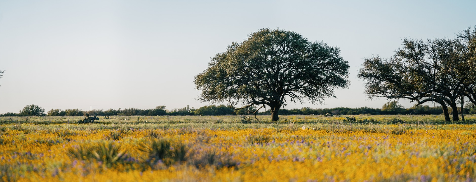 field with growing flowers